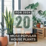 20 Most Popular House Plants to Spruce Up Your Home for 2024