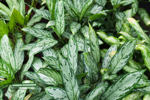 20 Most Popular House Plants to Spruce Up Your Home for 2025 12 Chinese Evergreen__most popular house plant