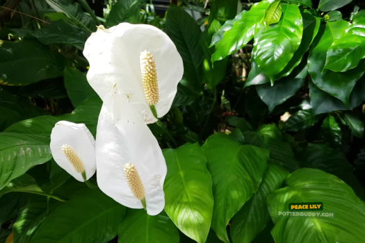 5 Must-Have Indoor Plants in Sweden: Thrive Through Dark Winters (Low-Light & Air-Purifying Picks) 4 peace lily low light