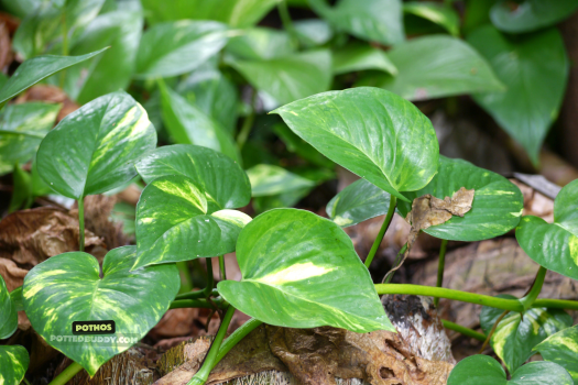 20 Most Popular House Plants to Spruce Up Your Home for 2025 6 Pothos__most popular house plant