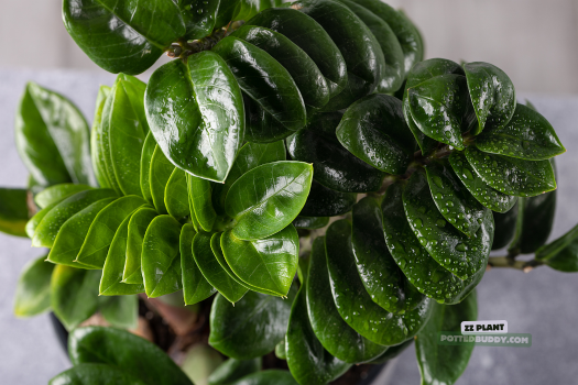 5 Must-Have Indoor Plants in Sweden: Thrive Through Dark Winters (Low-Light & Air-Purifying Picks) 2 low light indoor plants zz plant for scandinavian dark winters