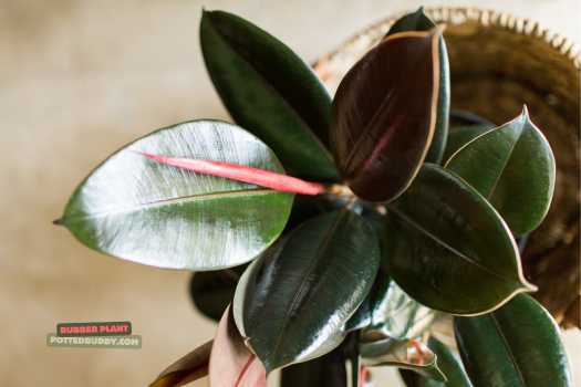20 Most Popular House Plants to Spruce Up Your Home for 2025 10 Rubber Plant __most popular house plant
