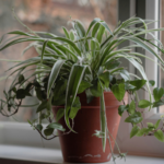 Spider Plant Benefits: 5 Reasons This Super Plant Cleans Your Air (with care tips for busy people)