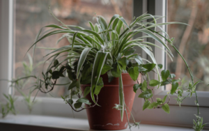 Read more about the article Spider Plant Benefits: 5 Reasons This Super Plant Cleans Your Air (with care tips for busy people)