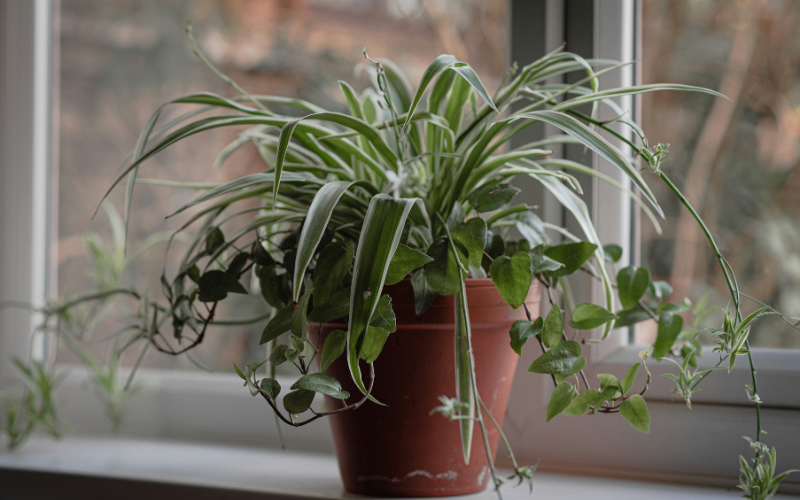 Spider Plant Benefits: 5 Reasons This Super Plant Cleans Your Air (with care tips for busy people) 1 Spider Plant Benefits Air-Purifying Plants Indoor Air Quality Pet Safe Plants Low-Maintenance Houseplants