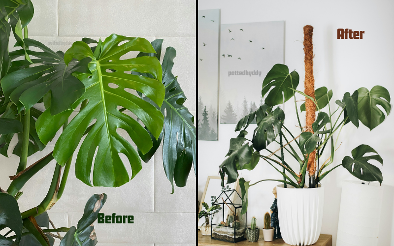DIY Self-Watering Moss Pole: Transform Your Climbing Plants in 5 Easy Steps 4 Create the perfect DIY self-watering moss pole for your Monstera and Pothos plants with our comprehensive guide. Learn expert techniques, troubleshooting tips, and maintenance secrets for lush, upward-growing houseplants. Save time on plant care today!