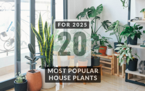20 Most Popular House Plants to Spruce Up Your Home for 2025 13 Read more about the article 20 Most Popular House Plants to Spruce Up Your Home for 2025