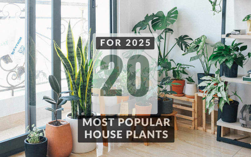 20 Most Popular House Plants to Spruce Up Your Home for 2025 5 most popular house plants to spruce up your home