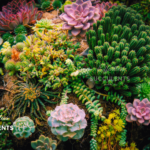 10 Effortless Succulents for Beginner Plant Parents