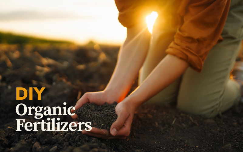 12 Powerful DIY Organic Fertilizers From Kitchen Scraps: The Complete Guide to Transforming Waste Into Plant Gold 3 DIY Organic Fertilizers From Kitchen Scraps
