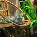 Toxic Houseplants for Pets: The Essential Guide to Keeping Cats & Dogs Safe Indoors