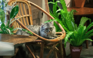 Toxic Houseplants for Pets: The Essential Guide to Keeping Cats & Dogs Safe Indoors 12 Read more about the article Toxic Houseplants for Pets: The Essential Guide to Keeping Cats & Dogs Safe Indoors