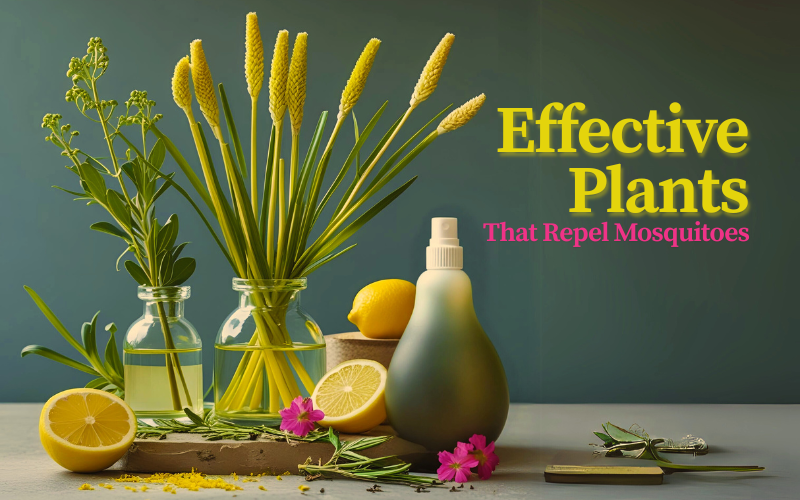 15 Most Effective Plants That Repel Mosquitoes: The Ultimate Guide (2025) 1 Most Effective Plants That Repel Mosquitoes